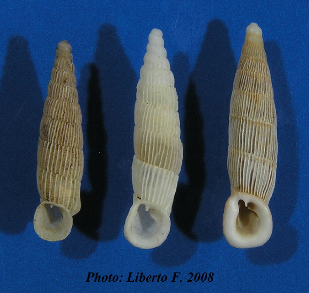Lampedusa melitensis